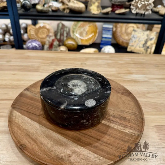 Ammonite & Orthoceras Round Fossil Keepsake Box 5.75’’ | Morocco - Fossil Trinket Box