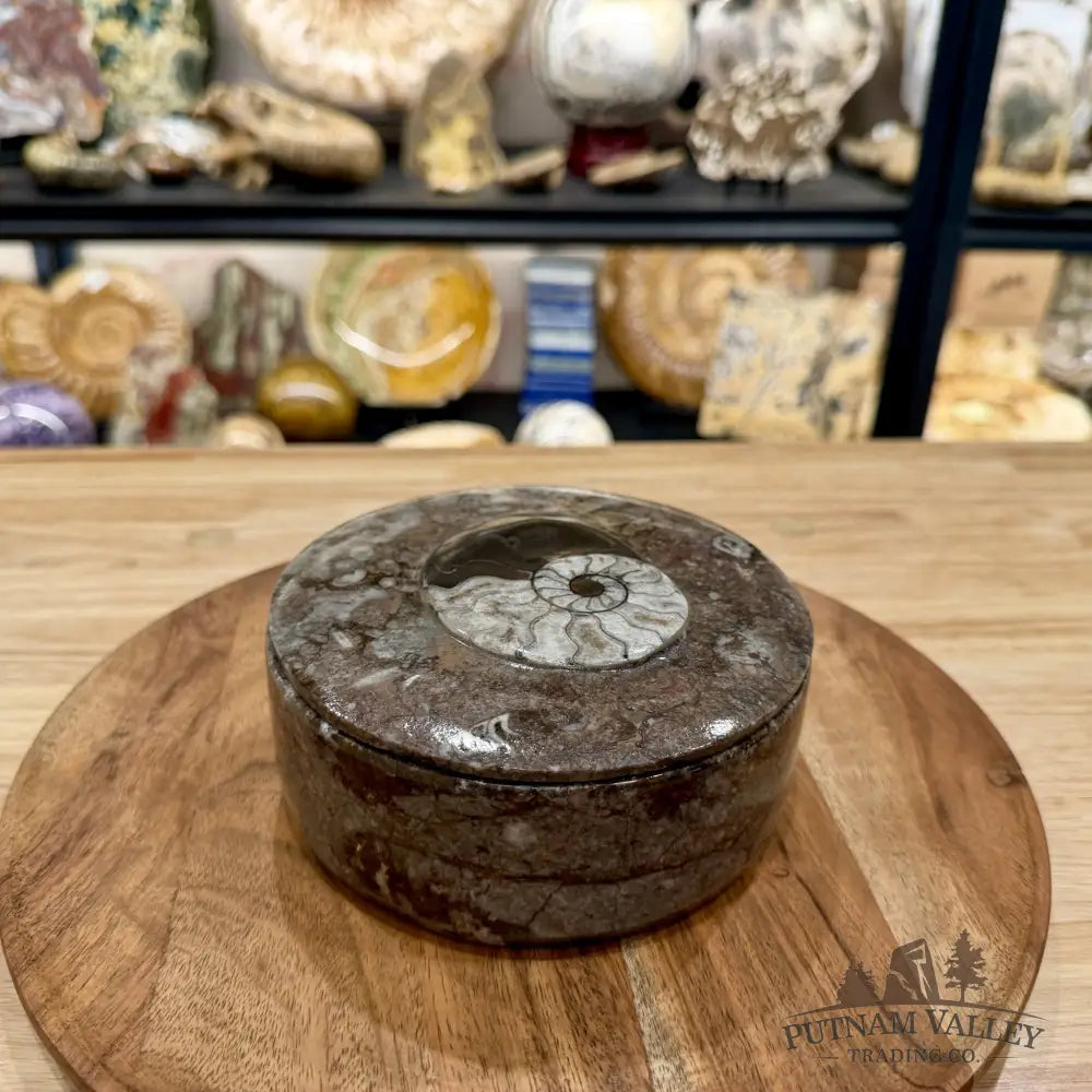 Ammonite & Orthoceras Round Fossil Keepsake Box 5.75’’ | Morocco - Fossil Trinket Box
