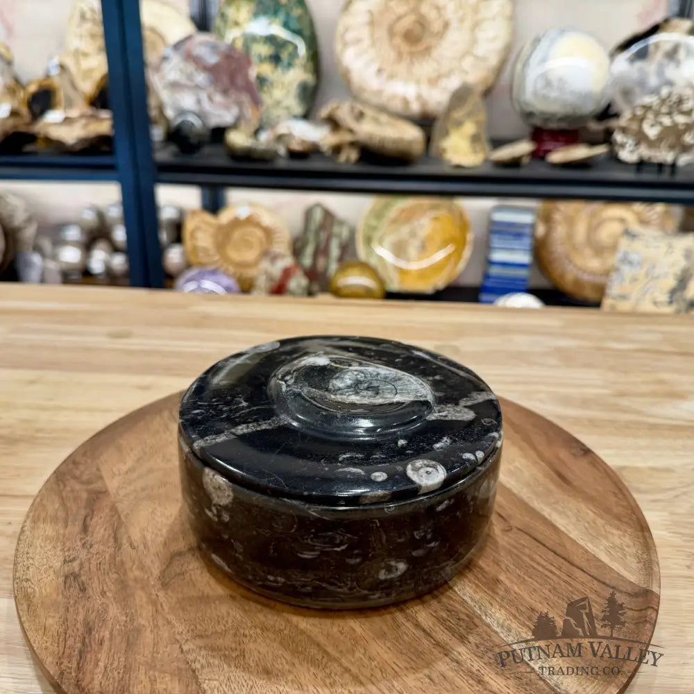 Ammonite & Orthoceras Round Fossil Keepsake Box 5.75’’ | Morocco - Fossil Trinket Box