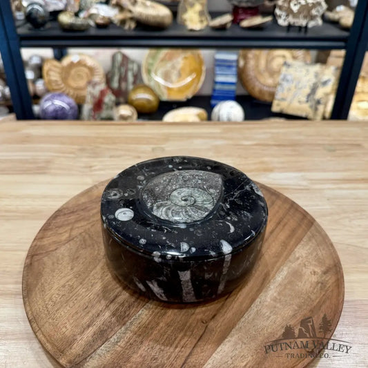 Ammonite & Orthoceras Round Fossil Keepsake Box 5.75’’ | Morocco - Fossil Trinket Box