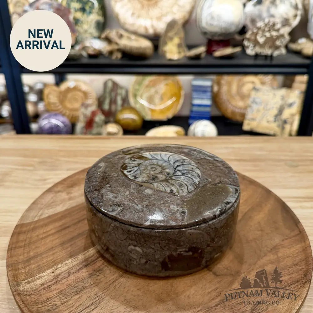 Ammonite & Orthoceras Round Fossil Keepsake Box 5.75’’ | Morocco - Fossil Trinket Box
