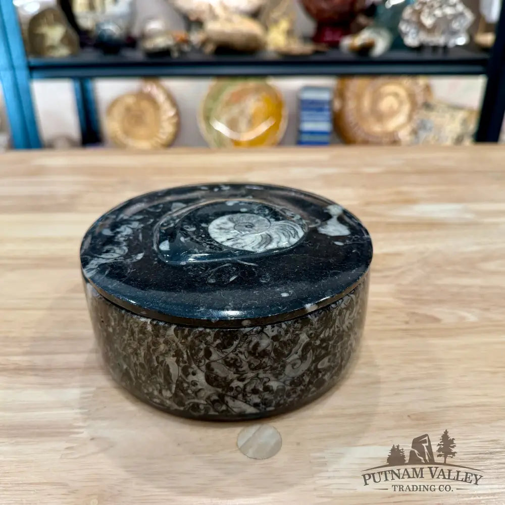 Ammonite & Orthoceras Round Fossil Keepsake Box 5.75’’ - Fossil Trinket Box