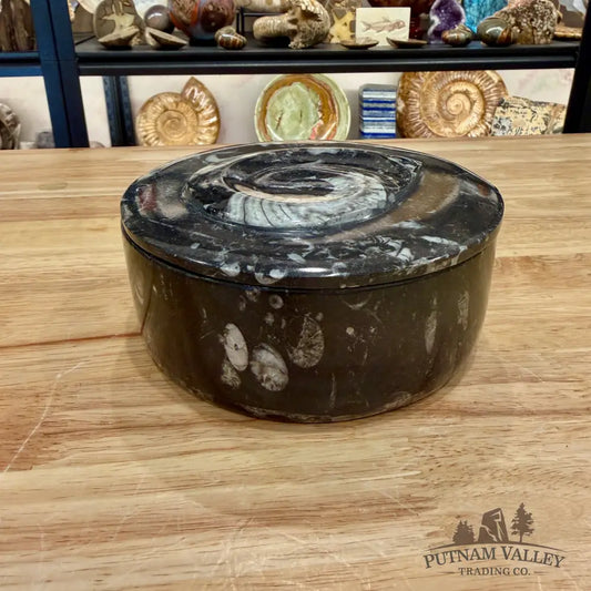 Ammonite & Orthoceras Round Fossil Keepsake Box 5.75’’ - Fossil Trinket Box