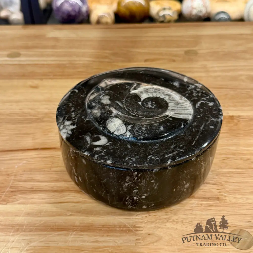 Ammonite & Orthoceras Round Fossil Keepsake Box 5.75’’ - Fossil Trinket Box
