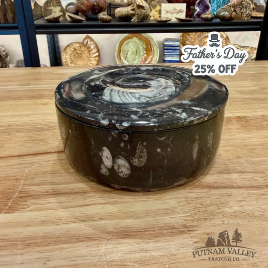 Ammonite & Orthoceras Round Fossil Keepsake Box 5.75’’ - Fossil Trinket Box