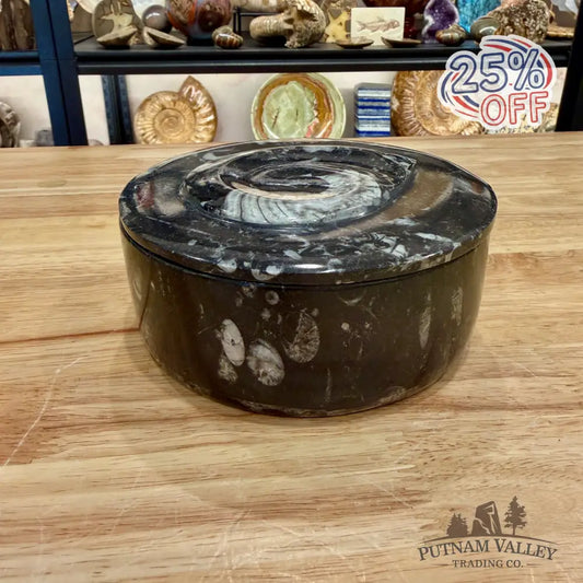 Ammonite & Orthoceras Round Fossil Keepsake Box 5.75’’ - Fossil Trinket Box