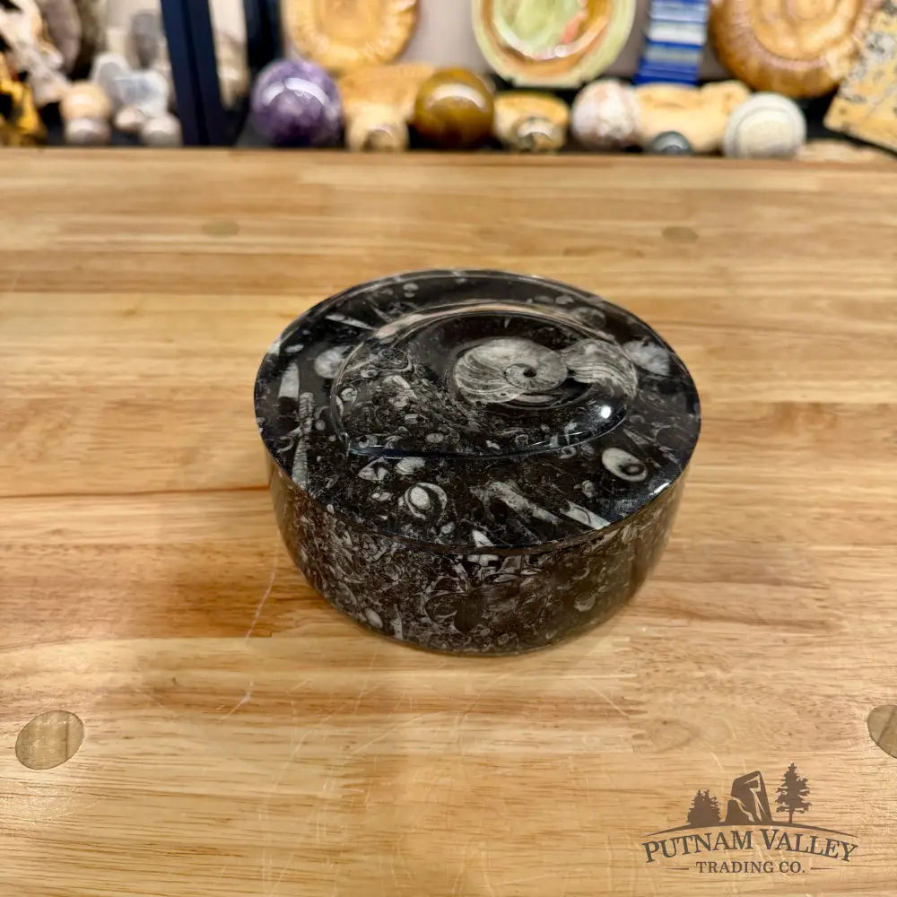 Ammonite & Orthoceras Round Fossil Keepsake Box 5.75’’ - Fossil Trinket Box