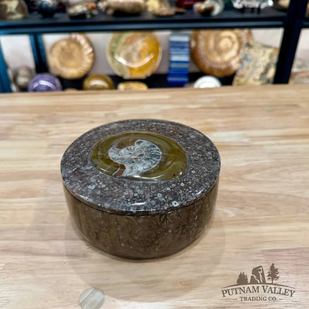 Ammonite & Orthoceras Round Fossil Keepsake Box 5.75’’ - Fossil Trinket Box