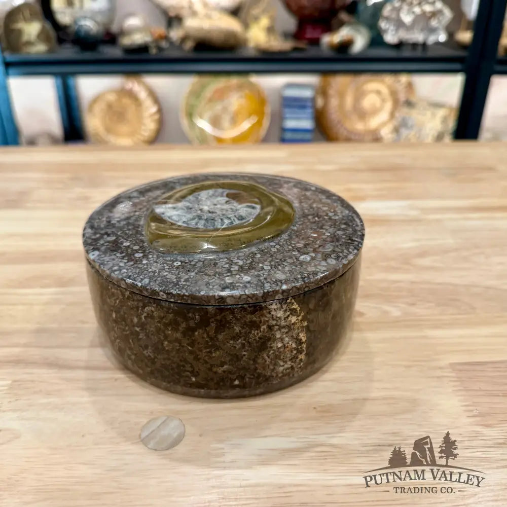 Ammonite & Orthoceras Round Fossil Keepsake Box 5.75’’ - Fossil Trinket Box