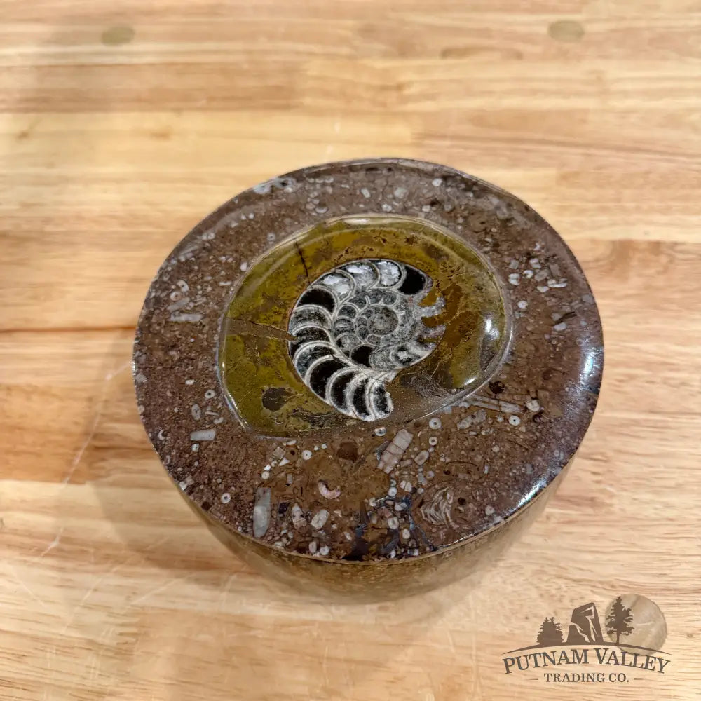 Ammonite & Orthoceras Round Fossil Keepsake Box 5.75’’ - Fossil Trinket Box