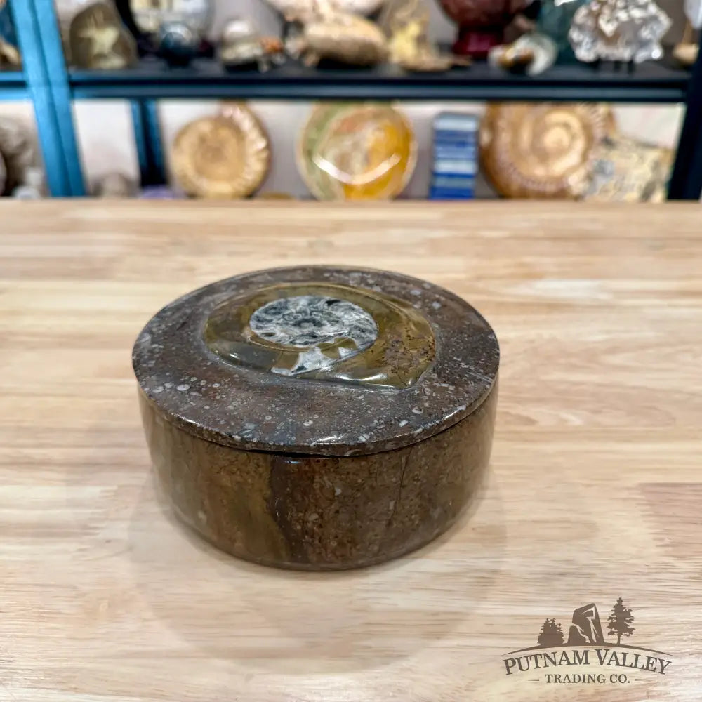 Ammonite & Orthoceras Round Fossil Keepsake Box 5.75’’ - Fossil Trinket Box