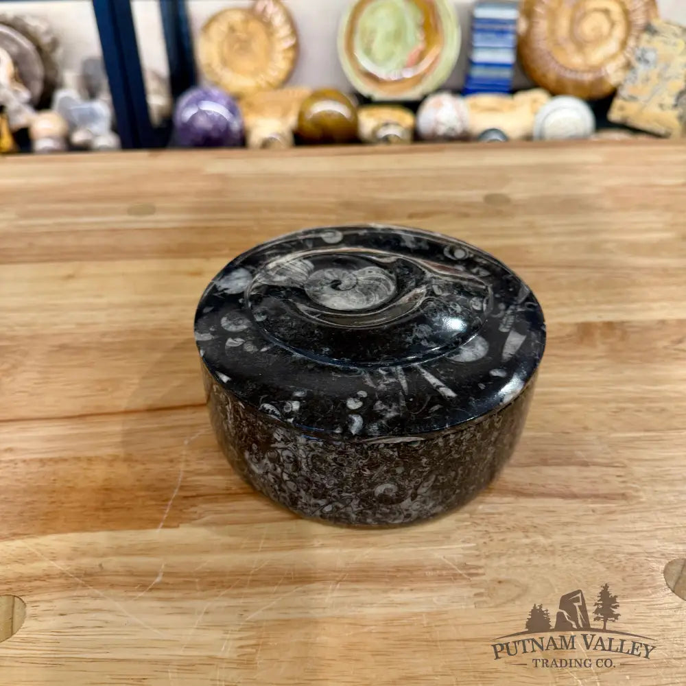 Ammonite & Orthoceras Round Fossil Keepsake Box 5.75’’ - Fossil Trinket Box
