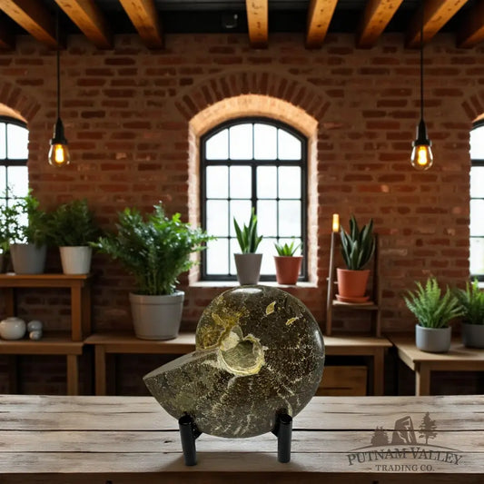 Agatized Ammonite Fossil Fossil Specimen