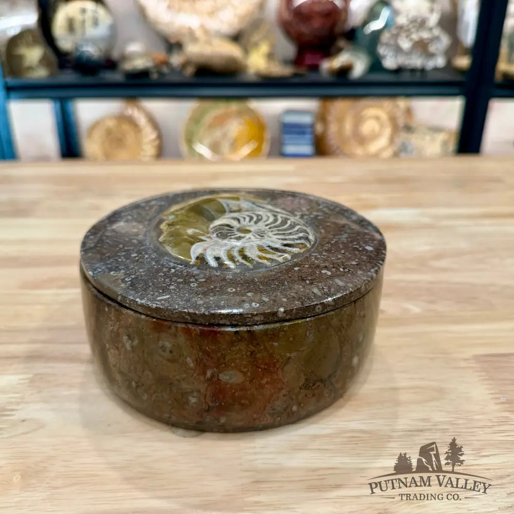 Artisan’s Revival Ammonite & Orthoceras Fossil Keepsake Box 5.75’’ - Fossil Trinket Box