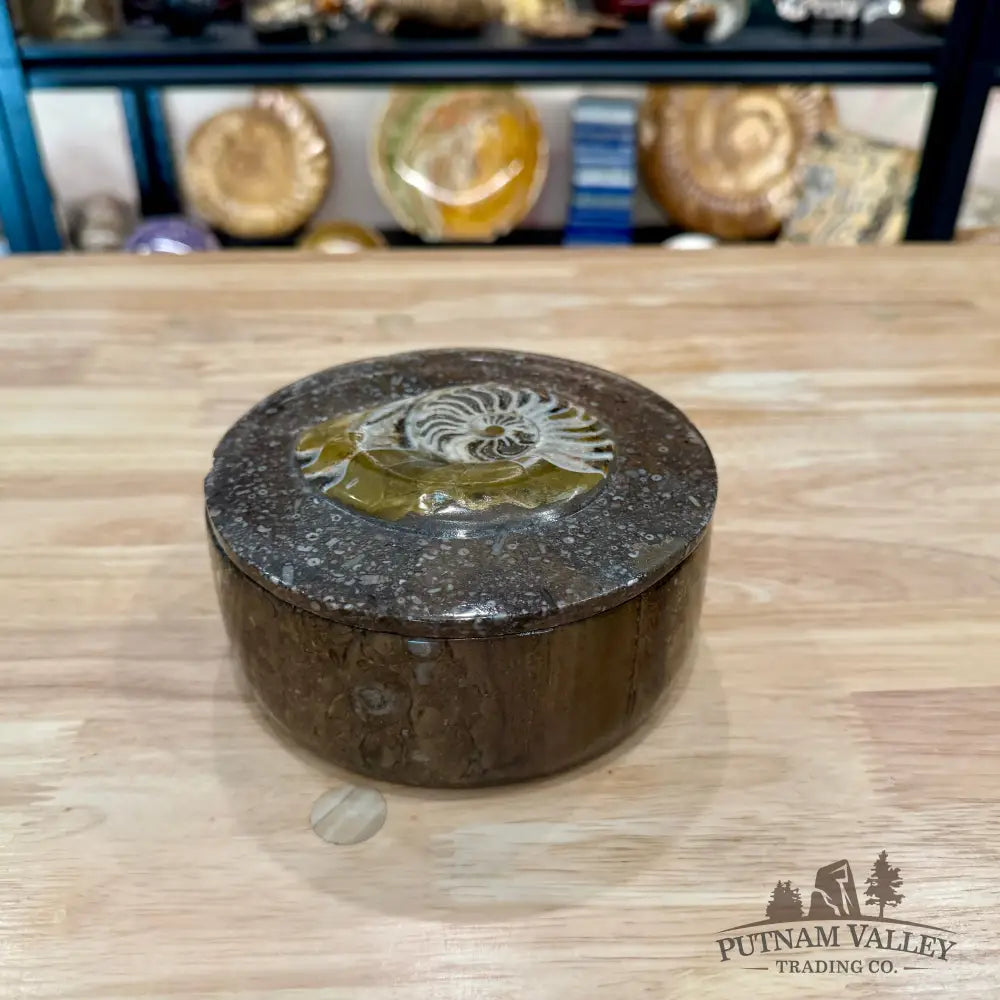 Artisan’s Revival Ammonite & Orthoceras Fossil Keepsake Box 5.75’’ - Fossil Trinket Box