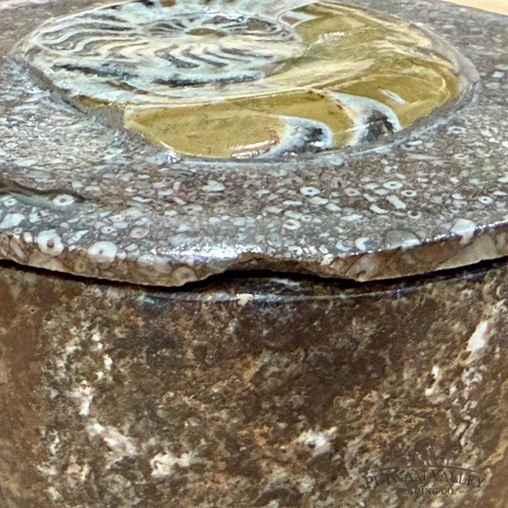 Artisan’s Revival Ammonite & Orthoceras Fossil Keepsake Box 5.75’’ - Fossil Trinket Box