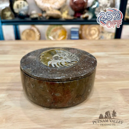 Artisan’s Revival Ammonite & Orthoceras Fossil Keepsake Box 5.75’’ - Fossil Trinket Box