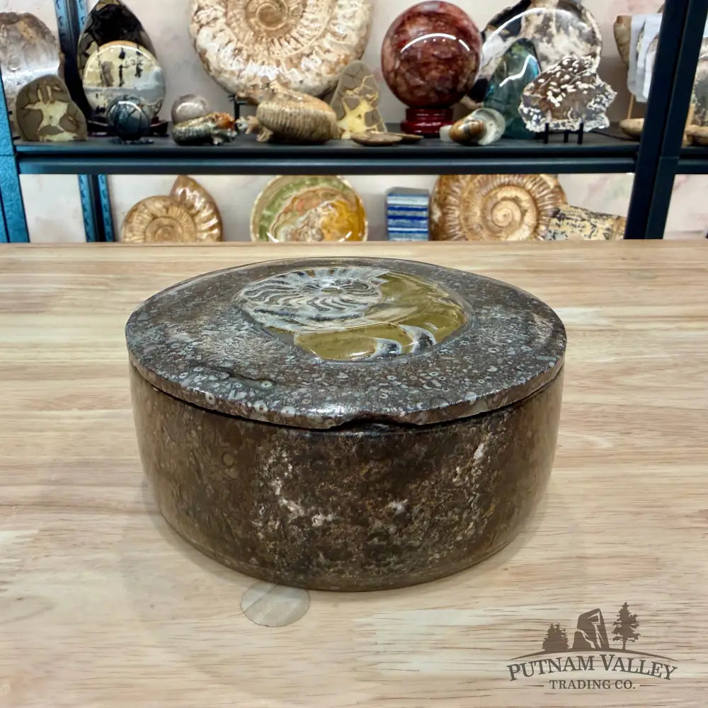 Artisan’s Revival Ammonite & Orthoceras Fossil Keepsake Box 5.75’’ - Fossil Trinket Box