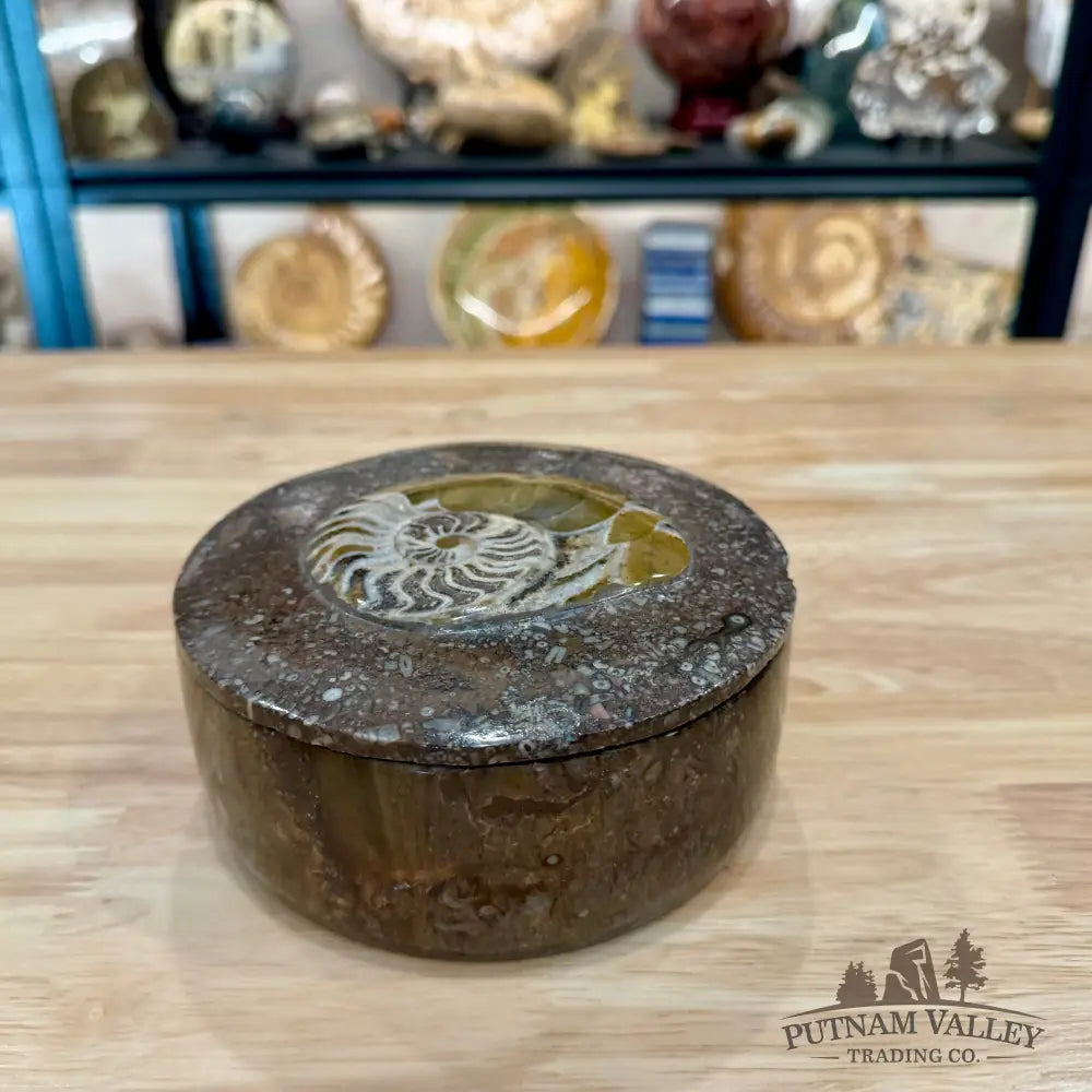 Artisan’s Revival Ammonite & Orthoceras Fossil Keepsake Box 5.75’’ - Fossil Trinket Box