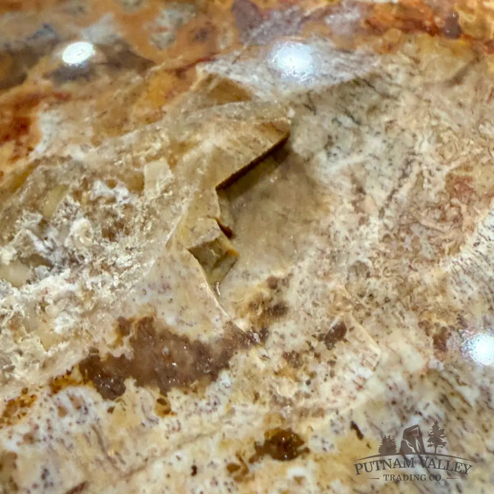 Madagascar Petrified Wood Sphere 5.48’’ - Sphere