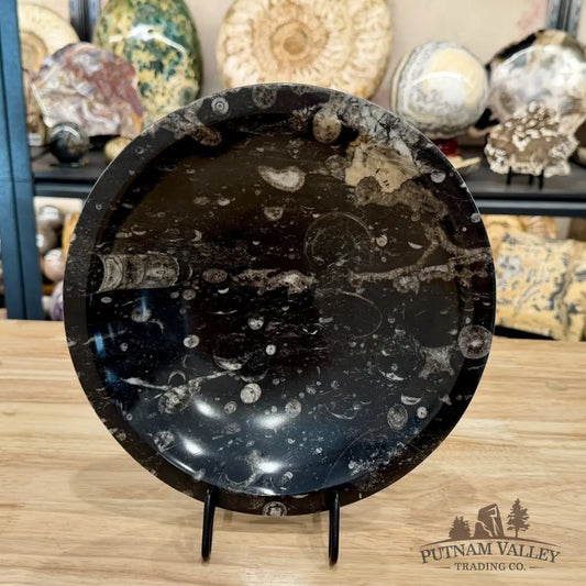 Artisan’s Revival Orthoceras Fossil Bowl 10’’ | Morocco - Fossil Bowl