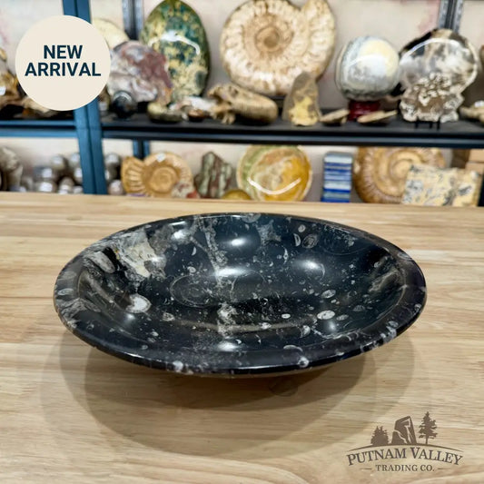 Artisan’s Revival Orthoceras Fossil Bowl 10’’ | Morocco - Fossil Bowl