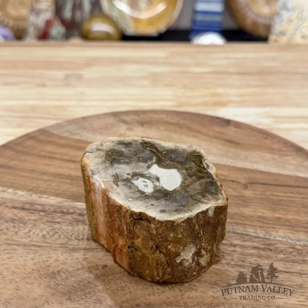 Artisan’s Revival Petrified Wood Mini Stump Accent 3.46’’ - Free Standing Accent