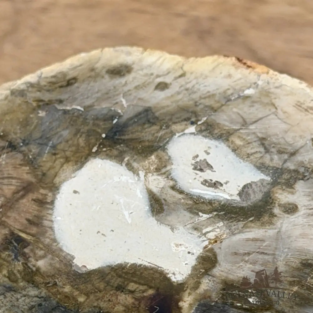 Artisan’s Revival Petrified Wood Mini Stump Accent 3.46’’ - Free Standing Accent