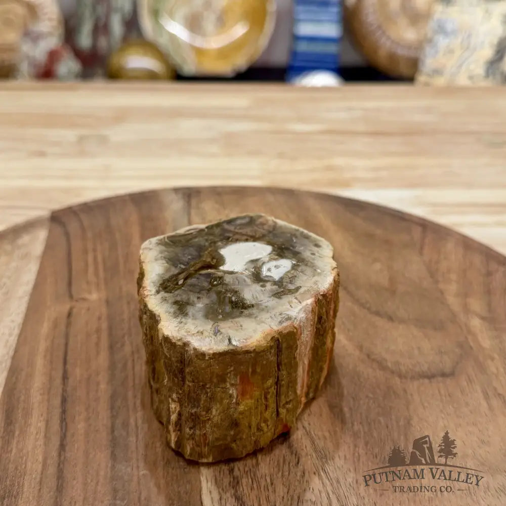 Artisan’s Revival Petrified Wood Mini Stump Accent 3.46’’ - Free Standing Accent