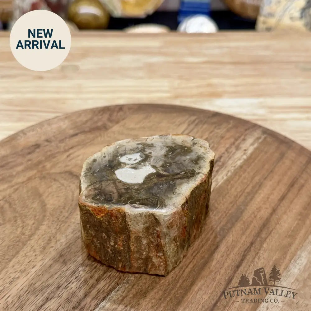 Artisan’s Revival Petrified Wood Mini Stump Accent 3.46’’ - Free Standing Accent