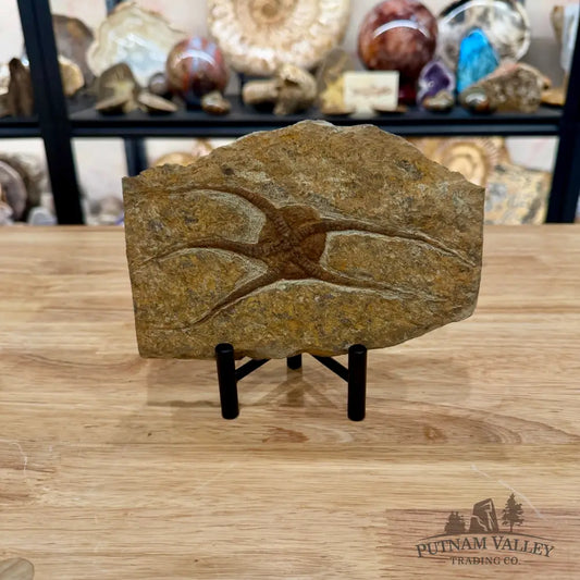 Brittle Star Fossil + Stand - Fossil