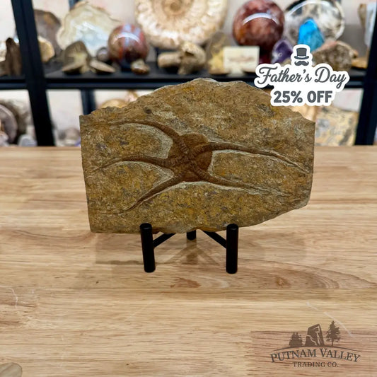 Brittle Star Fossil + Stand - Fossil