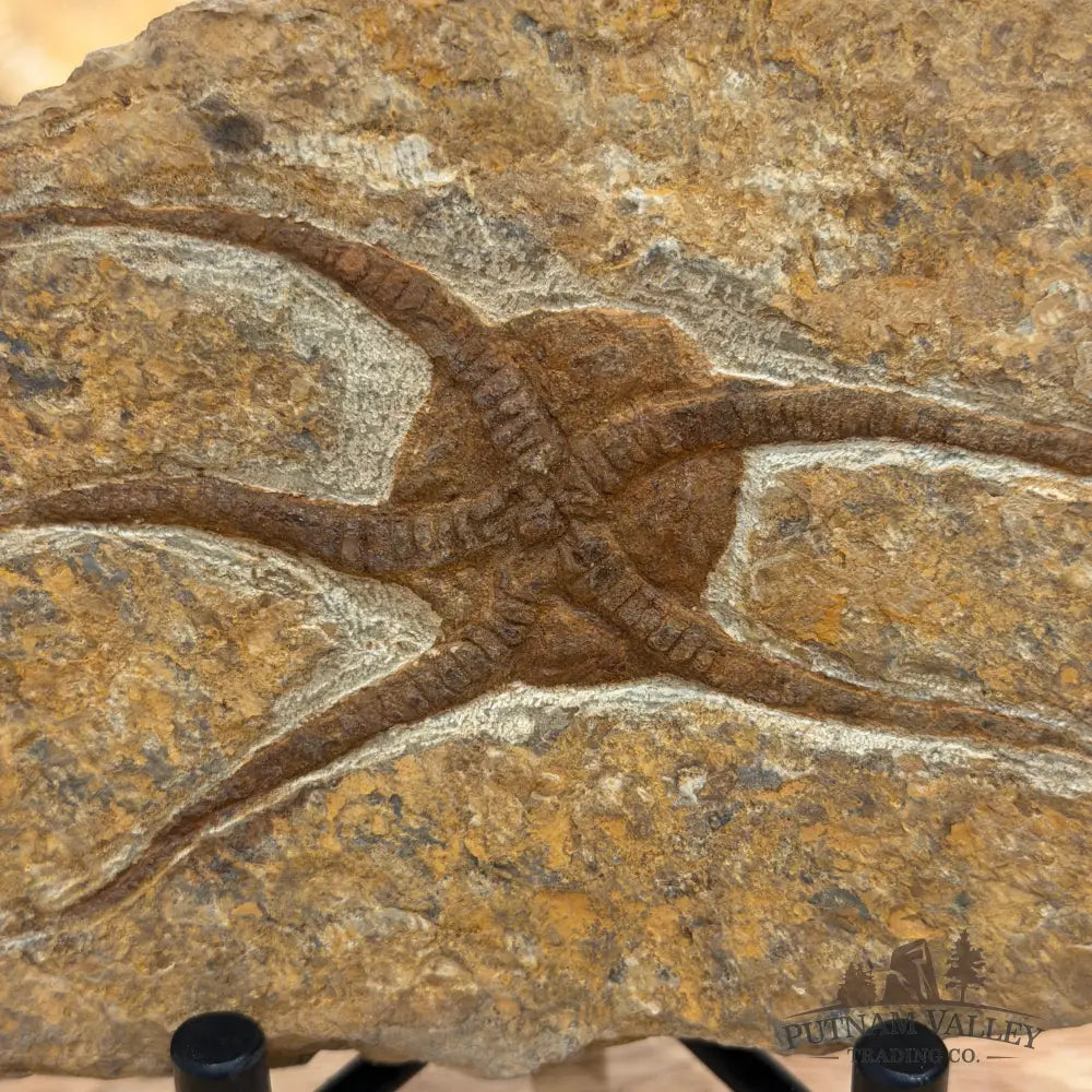 Brittle Star Fossil + Stand - Fossil