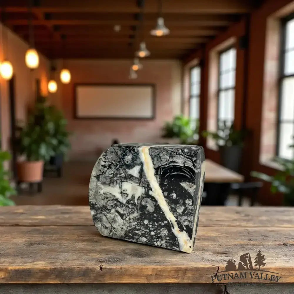 Authentic Conch Fossil Table Accent - Putnam Valley Trading Co.