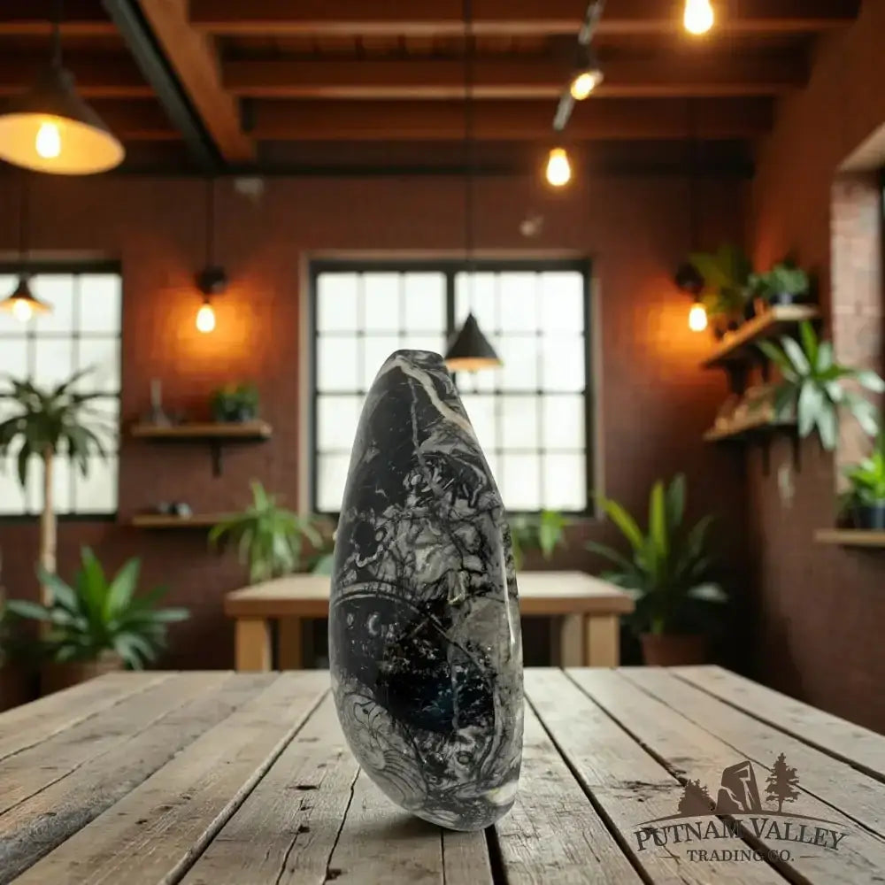 Authentic Conch Fossil Table Accent - Putnam Valley Trading Co.