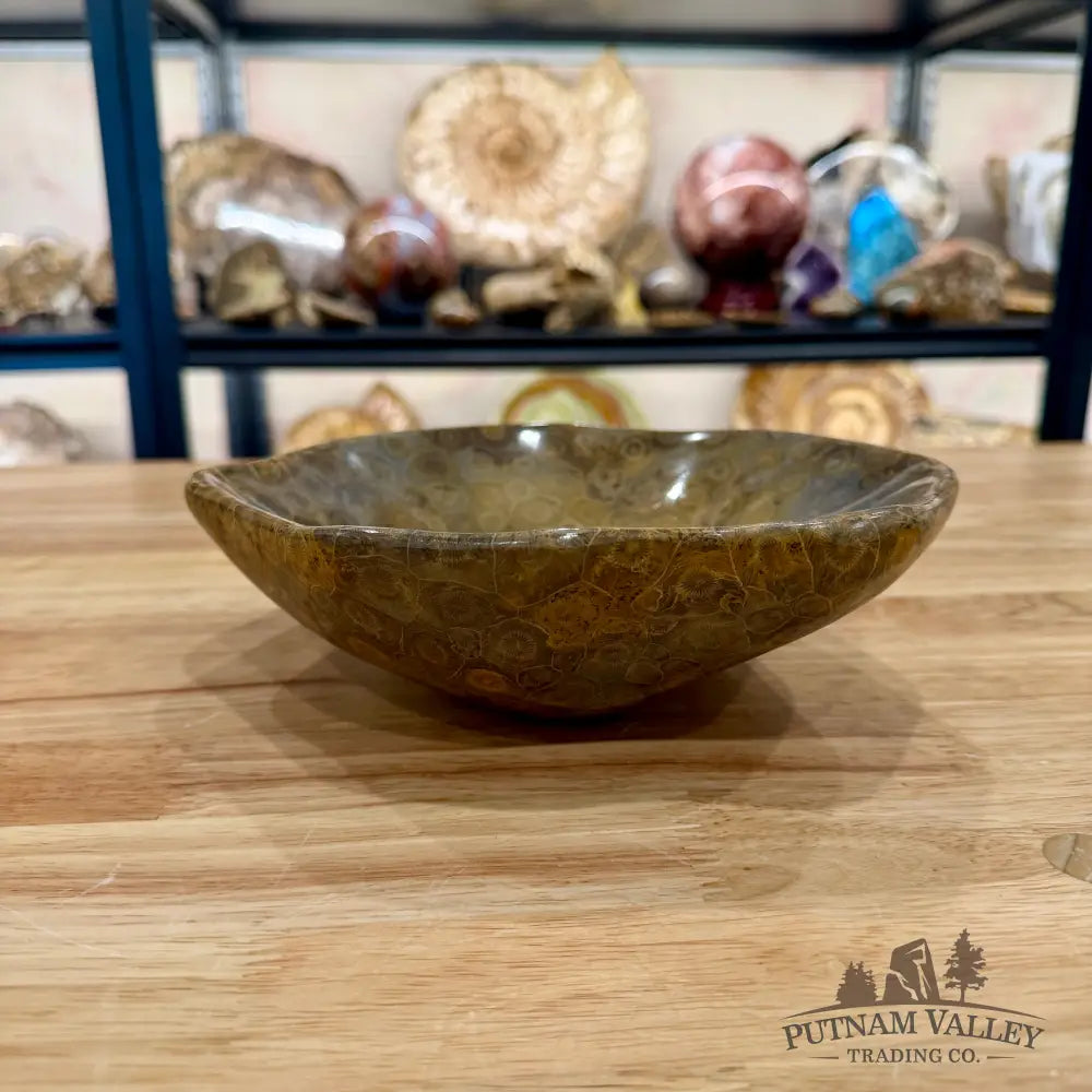 Authentic Coral Fossil Bowl - Fossil Bowl
