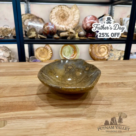 Authentic Coral Fossil Bowl - Fossil Bowl
