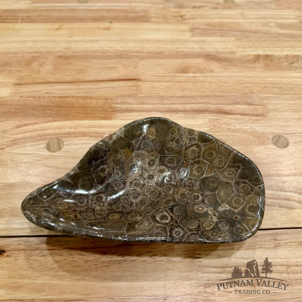 Authentic Coral Fossil Bowl Fossil Bowl