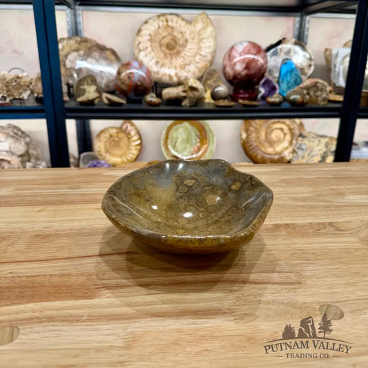Authentic Coral Fossil Bowl - Fossil Bowl