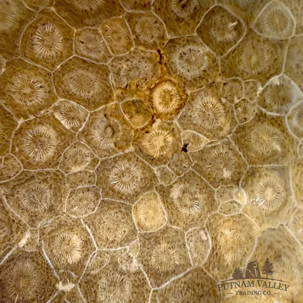 Authentic Coral Fossil Bowl - Fossil Bowl
