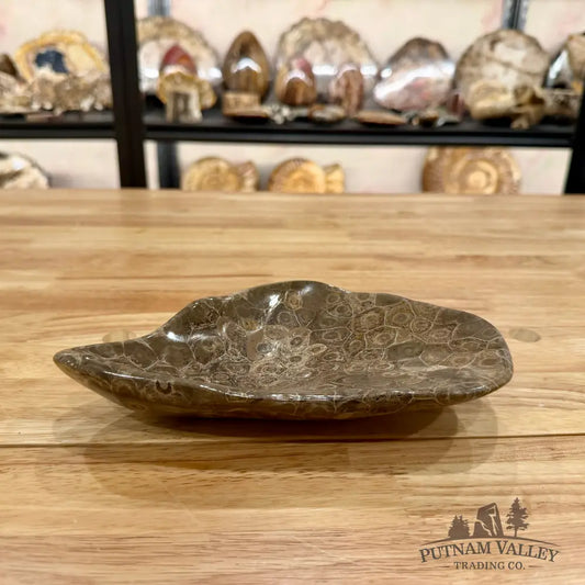 Authentic Coral Fossil Bowl Fossil Bowl
