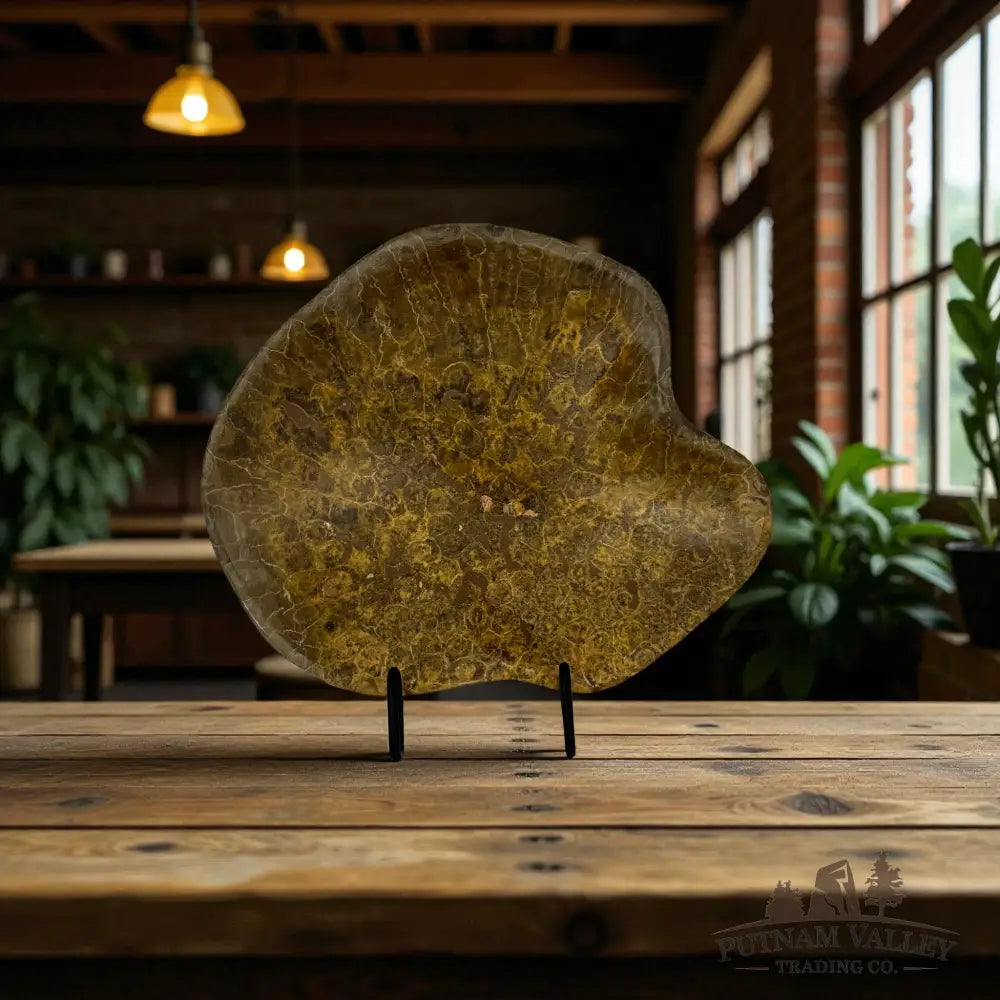 Authentic Reserve Coral Fossil Bowl Fossil Bowl