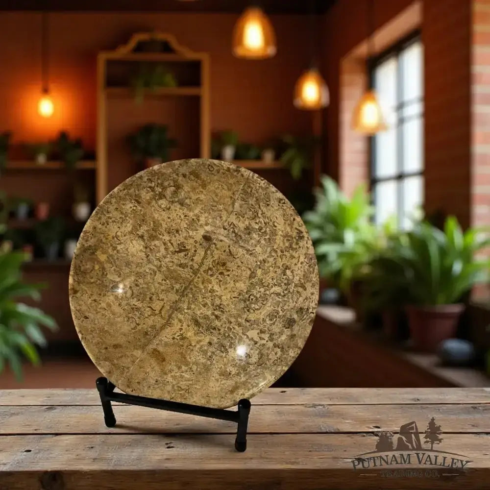 Authentic Fossil Marble Bowl 10" - Putnam Valley Trading Co.