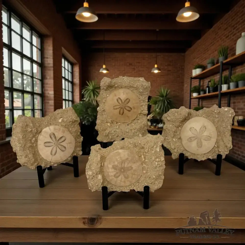 Authentic Fossil Sand Dollar in Matrix - Putnam Valley Trading Co.