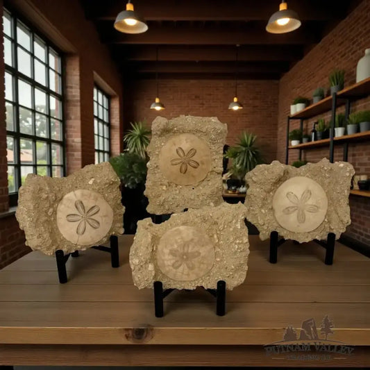 Authentic Fossil Sand Dollar in Matrix - Putnam Valley Trading Co.