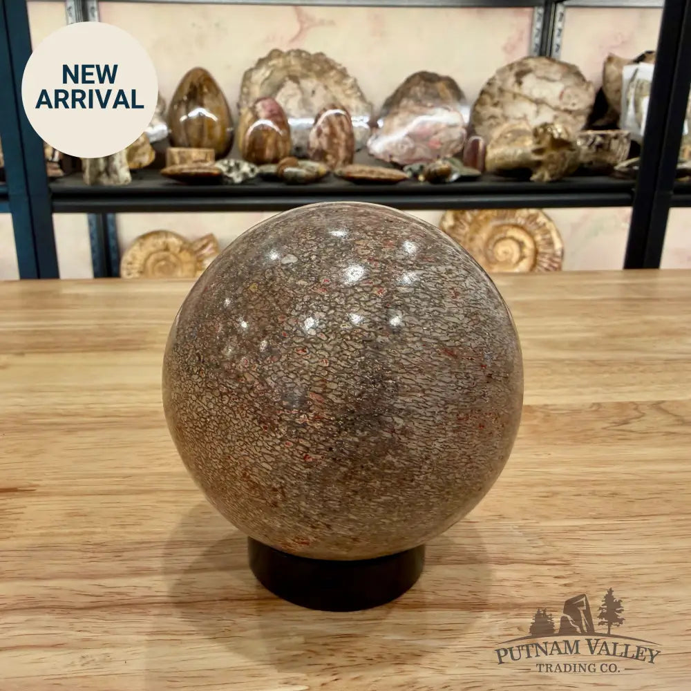 Authentic Fossilized Dinosaur Bone Sphere 3.44’’ Fossil Sphere