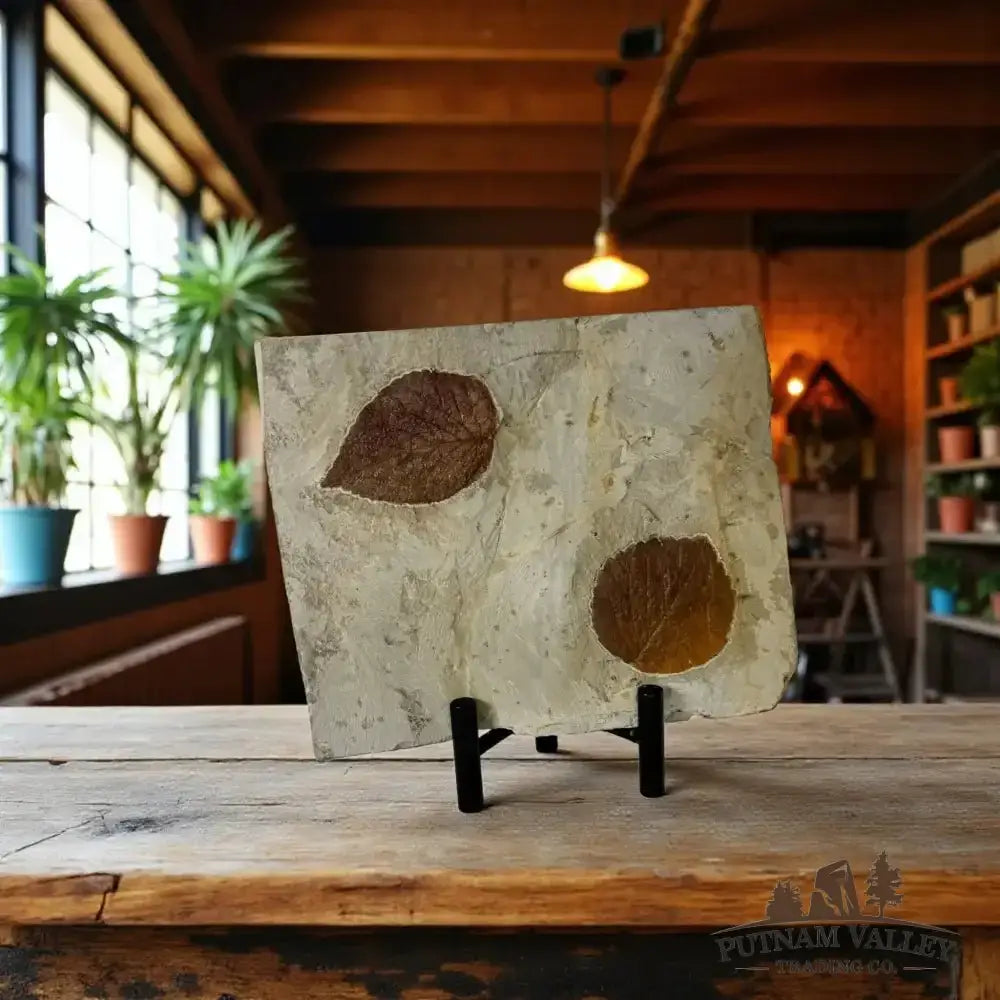 Authentic Fossilized Leaves - Putnam Valley Trading Co.