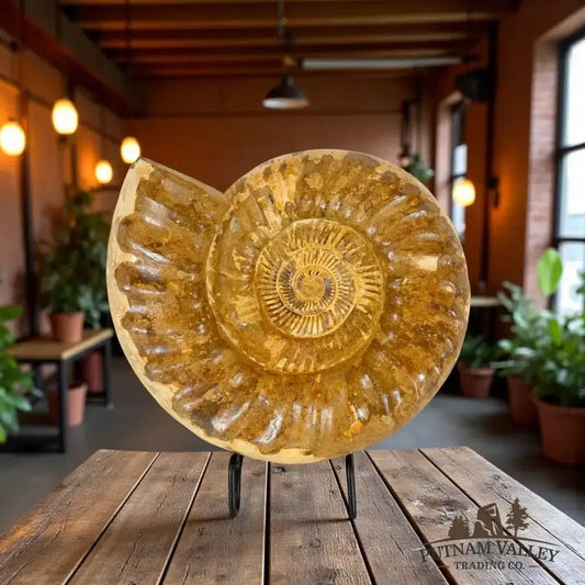 Real Jurassic Ammonite Detail View - Putnam Valley Trading