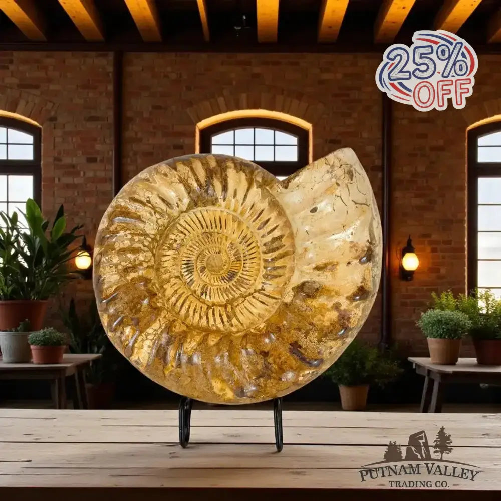 Real Jurassic Ammonite Front View - Putnam Valley Trading