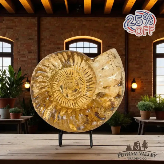 Real Jurassic Ammonite Front View - Putnam Valley Trading